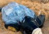 Tartaruga de 377 kg com nadadeira amputada é resgatada em Touros
