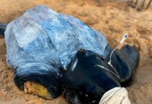 Tartaruga de 377 kg com nadadeira amputada é resgatada em Touros