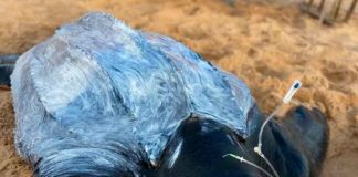 Tartaruga de 377 kg com nadadeira amputada é resgatada em Touros