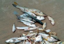 Grupo de pescadores doa peixes a famílias da Vila de Ponta Negra que estão sem renda durante isolamento social em Natal Pescadores doam peixes para população carente da Vila de Ponta Negra — Foto: Cedida