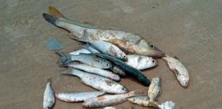 Grupo de pescadores doa peixes a famílias da Vila de Ponta Negra que estão sem renda durante isolamento social em Natal Pescadores doam peixes para população carente da Vila de Ponta Negra — Foto: Cedida