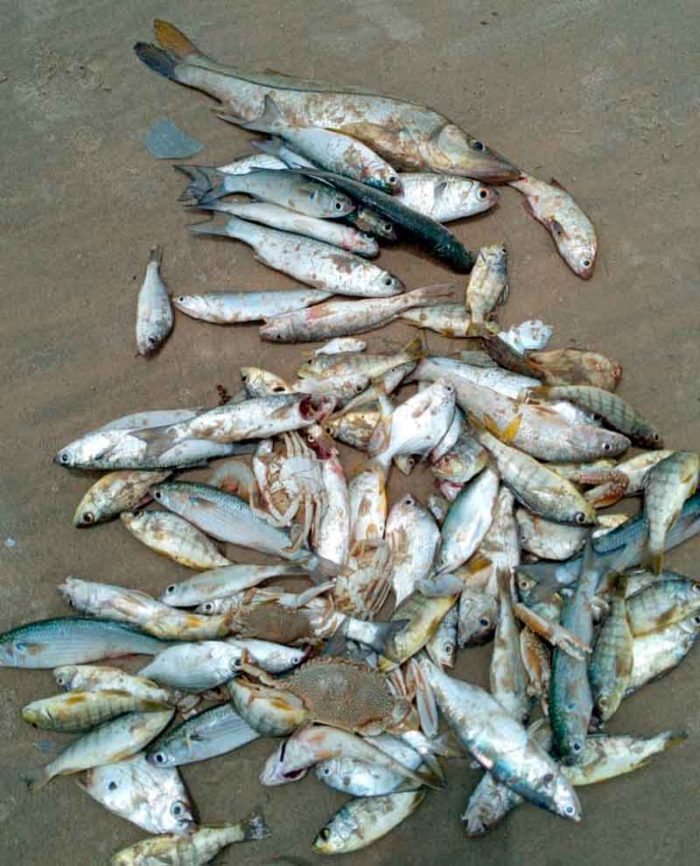 Pescadores doam peixes para população carente da Vila de Ponta Negra — Foto: Cedida