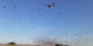 Praga de gafanhotos leva Ministério da Agricultura a declarar estado de emergência