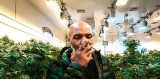Mike Tyson ex-lutador de boxe dos pesos-pesados sai da falência e passa fumar por mês 410 mil de maconha Mike Tyson, de 53 anos.