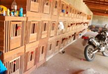 Polícia Civil apreende mais de 100 galos usados em rinha na Grande Natal Mais de 100 galos criados para rinha foram apreendidos na Grande Natal — Foto: Polícia Civil/Divulgação