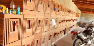 Polícia Civil apreende mais de 100 galos usados em rinha na Grande Natal Mais de 100 galos criados para rinha foram apreendidos na Grande Natal — Foto: Polícia Civil/Divulgação