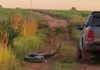 Cobra de 7 metros tenta ‘dar o bote’ em caminhonete e esposa alerta o marido: ‘Tira o braço daí’; veja o vídeo Momento em que caminhonete passa em estrada de MS e animal tenta dar o bote — Foto: Natalia Jacintho/Arquivo Pessoal