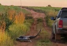 Cobra de 7 metros tenta ‘dar o bote’ em caminhonete e esposa alerta o marido: ‘Tira o braço daí’; veja o vídeo Momento em que caminhonete passa em estrada de MS e animal tenta dar o bote — Foto: Natalia Jacintho/Arquivo Pessoal