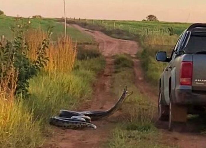 Momento em que caminhonete passa em estrada de MS e animal tenta dar o bote — Foto: Natalia Jacintho/Arquivo Pessoal