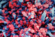 Novo coronavírus pode ter ficado por até 70 anos em circulação silenciosa entre os morcegos, aponta estudo