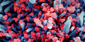 Novo coronavírus pode ter ficado por até 70 anos em circulação silenciosa entre os morcegos, aponta estudo