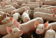 China diz que o vírus da gripe suína não é novo e não infecta humanos facilmente