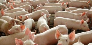 China diz que o vírus da gripe suína não é novo e não infecta humanos facilmente