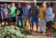 EMPARN beneficia 360 famílias com a distribuição de palma forrageira