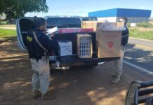 PRF apreende mais de 3 mil maços de cigarros contrabandeados no interior do RN