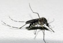 Casos de dengue diminuem 73% no Rio Grande do Norte, diz Sesap