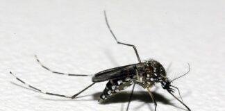 Casos de dengue diminuem 73% no Rio Grande do Norte, diz Sesap