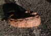 Jiboia de 3 metros é encontrada em terreno após engolir cachorro em João Pessoa, diz PM