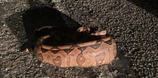 Jiboia de 3 metros é encontrada em terreno após engolir cachorro em João Pessoa, diz PM