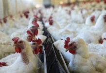 China detecta coronavírus em frango importado do Brasil