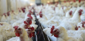 Produtores falam em contaminação na embalagem de frango na China