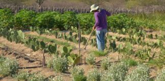 Bolsonaro entrega títulos de terra a 1.060 famílias de 13 cidades do RN