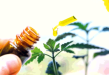 Justiça autoriza médica de Natal a tratar enxaqueca com cannabis