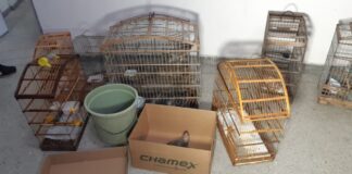 Casal é detido na cidade Pureza por manter aves silvestres em cativeiro