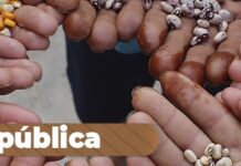 Publicado edital de chamada pública para aquisição de sementes crioulas