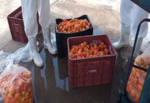 Associados à Rede Xique-Xique ganham agroindústria própria e regularizada