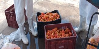 Associados à Rede Xique-Xique ganham agroindústria própria e regularizada