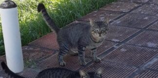 Código de Defesa e Proteção Animal do Rio Grande do Norte pode ser sancionado até janeiro de 2021