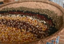 Governo começa distribuição de 100 toneladas de sementes para agricultores familiares no RN