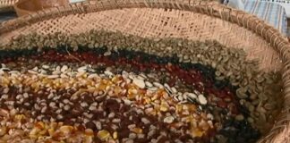 Governo começa distribuição de 100 toneladas de sementes para agricultores familiares no RN