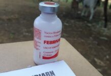 Campanha de vacinação contra febre aftosa será adiada para junho