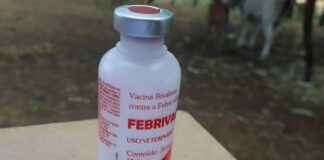 Campanha de vacinação contra febre aftosa será adiada para junho