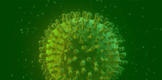 Covid-19: estudo diz que infectados podem gerar anticorpos permanentes