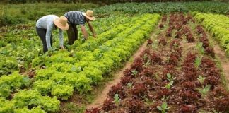 Governo do RN inicia ações de Ater para agricultura familiar