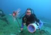 Terceiro peixe invasor venenoso é capturado em Fernando de Noronha em menos de um mês