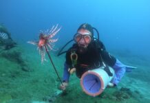 Terceiro peixe invasor venenoso é capturado em Fernando de Noronha em menos de um mês