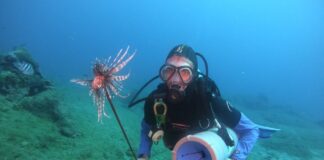 Terceiro peixe invasor venenoso é capturado em Fernando de Noronha em menos de um mês