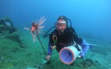 Terceiro peixe invasor venenoso é capturado em Fernando de Noronha em menos de um mês