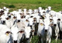 Veto chinês à carne brasileira dura seis semanas e repercute no exterior