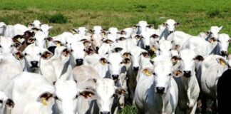 Veto chinês à carne brasileira dura seis semanas e repercute no exterior