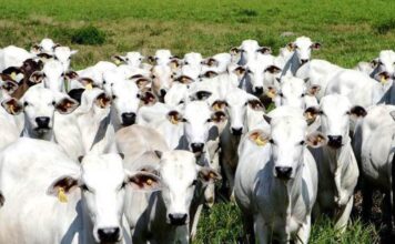 Veto chinês à carne brasileira dura seis semanas e repercute no exterior