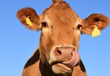 Israelenses desenvolvem leite de vaca sem a participação do animal