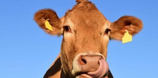 Israelenses desenvolvem leite de vaca sem a participação do animal