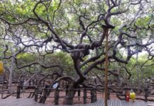 Maior Cajueiro do Mundo, no RN, comemora 133 anos com programação cultural e entrada gratuita