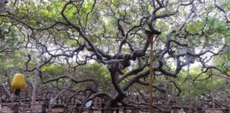 Maior Cajueiro do Mundo, no RN, comemora 133 anos com programação cultural e entrada gratuita