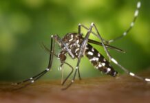Casos de dengue, chikungunya e zika diminuem no RN em 2021